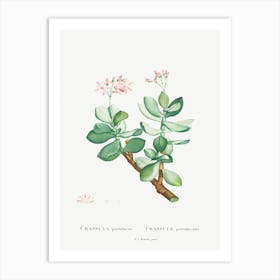 Crassula Portulacea, Pierre Joseph Redoute Art Print