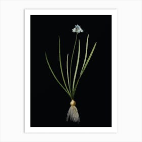 Vintage Spring Squill Botanical Illustration on Solid Black n.0971 Art Print