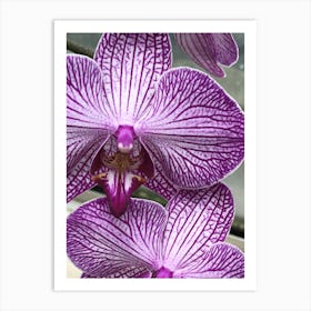 Orchids Art Print