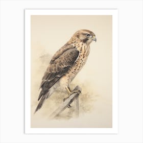 Vintage Bird Drawing Harrier Art Print