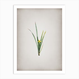 Vintage Yellow Iris Botanical on Parchment Art Print