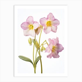 Pressed Wildflower Botanical Art Twinflower 3 Art Print