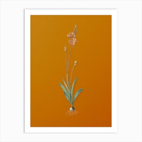 Vintage Mossel Bay Tritonia Botanical on Sunset Orange n.0198 Art Print