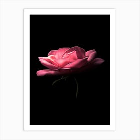 Pink Rose On Black Background 37 Art Print