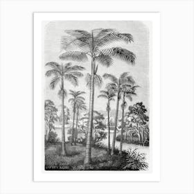 Vintage Palm Tree Art Print _2643184 Art Print