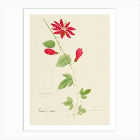 Red Granadilla, Familie Der Cacteen Art Print