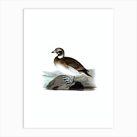 Vintage Long Tailed Duck Bird Illustration on Pure White n.0029 Art Print