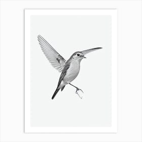 European Robin B&W Pencil Drawing 1 Bird Art Print