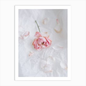 Dry Pink Rose On White Background 14569571 Art Print