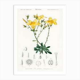 Yellow Flax (Linum Glandulosum), Charles Dessalines D' Orbigny Art Print