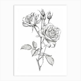 Roses Sketch 59 Art Print