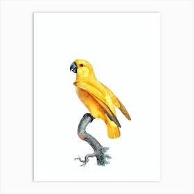 Vintage Yellow Senegal Parrot Bird Illustration on Pure White Art Print