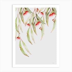 Eucalyptus Eremophila I Art Print