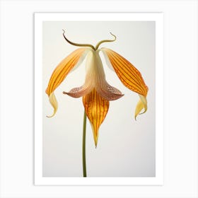 Pressed Wildflower Botanical Art Trout Lily Art Print