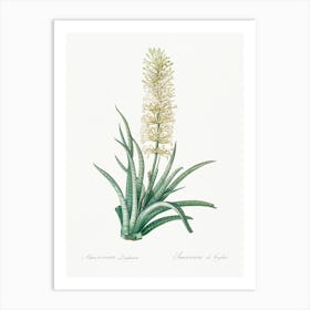 Snake Plant, Pierre Joseph Redoute Art Print