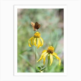 Butterfly On Yellow Flower Art Print