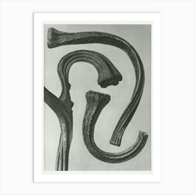 Stems Of A Pumpkin (1928), Karl Blossfeldt Art Print