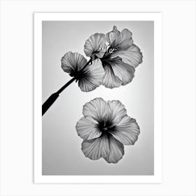 Hibiscus B&W Pencil 2 Flower Art Print