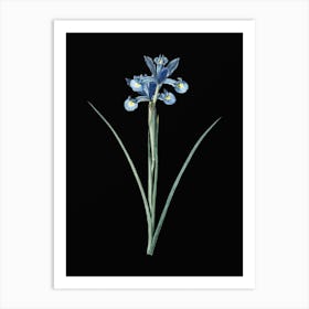 Vintage Spanish Iris Botanical Illustration on Solid Black n.0084 Art Print