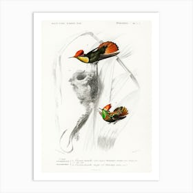 Different Types Of Birds, Charles Dessalines D'Orbigny 2 Art Print