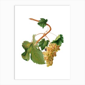 Vintage Vermentino Grapes Botanical Illustration on Pure White n.0664 Art Print