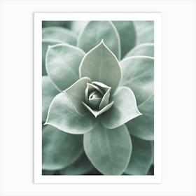 Succulent Flower Art Print