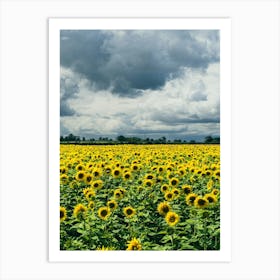 Sunflower Field Art Print