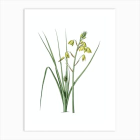 Vintage Slime Lily Botanical Illustration on Pure White n.0754 Art Print