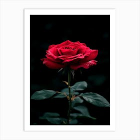 Dark Rose 22 Art Print