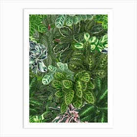 Calathea Jungle Art Print