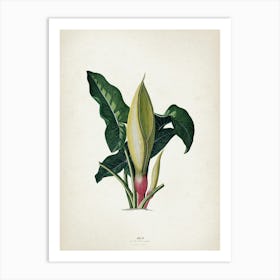 Vintage Ehret 4 Arum Italicum Art Print