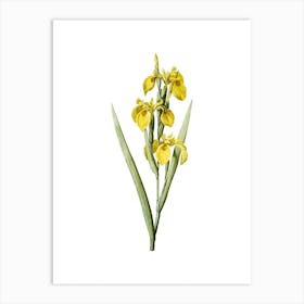 Vintage Irises Botanical Illustration on Pure White n.0156 Art Print