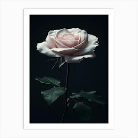 Single Rose 9 Art Print