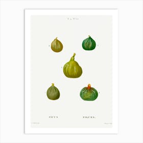 Figs, Pierre Joseph Redoute Art Print