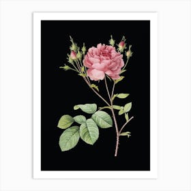 Vintage Pink Cumberland Rose Botanical Illustration on Solid Black n.0357 Art Print