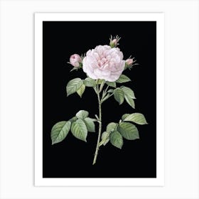 Vintage Rosa Alba Botanical Illustration on Solid Black n.0311 Art Print