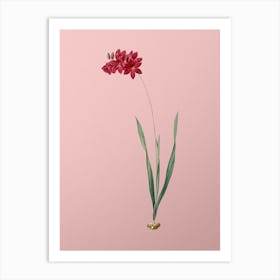 Vintage Ixia Filiformis Botanical on Soft Pink n.0657 Art Print