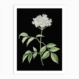 Vintage Elderflower Tree Botanical Illustration on Solid Black n.0529 Art Print