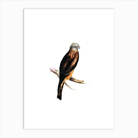 Vintage Square Tailed Kite Bird Illustration on Pure White n.0108 Art Print