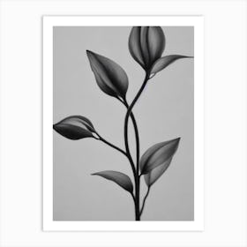 Lilac B&W Pencil 2 Flower Art Print