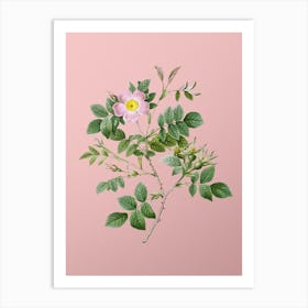 Vintage Malmedy Rose Botanical on Soft Pink n.0650 Art Print