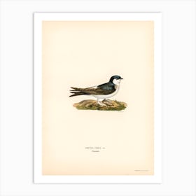 Hirundo Urbica, The Von Wright Brothers Art Print