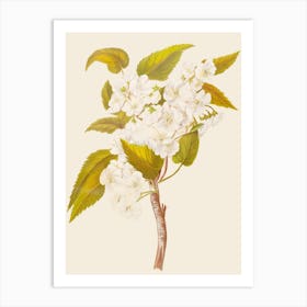 Cherry Blossoms 1 Art Print