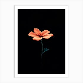 Single Orange Flower On Black Background 3 Art Print