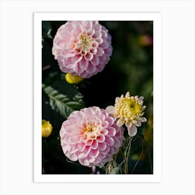 Pink Dahlias Art Print