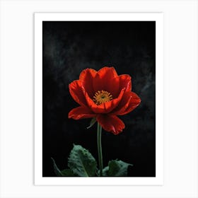 Red Poppy Art Print