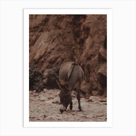 Desert Burro Art Print