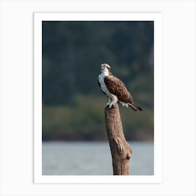 Osprey On Log Art Print