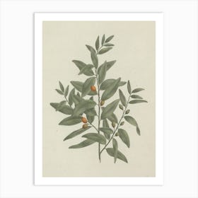 African Sandalwood, Luigi Balugani Art Print