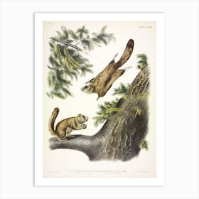  Flying Squirrel, John James Audubon Art Print